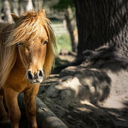 Lisov  Ranc Cerveny Mlynヴィラ エクステリア 写真